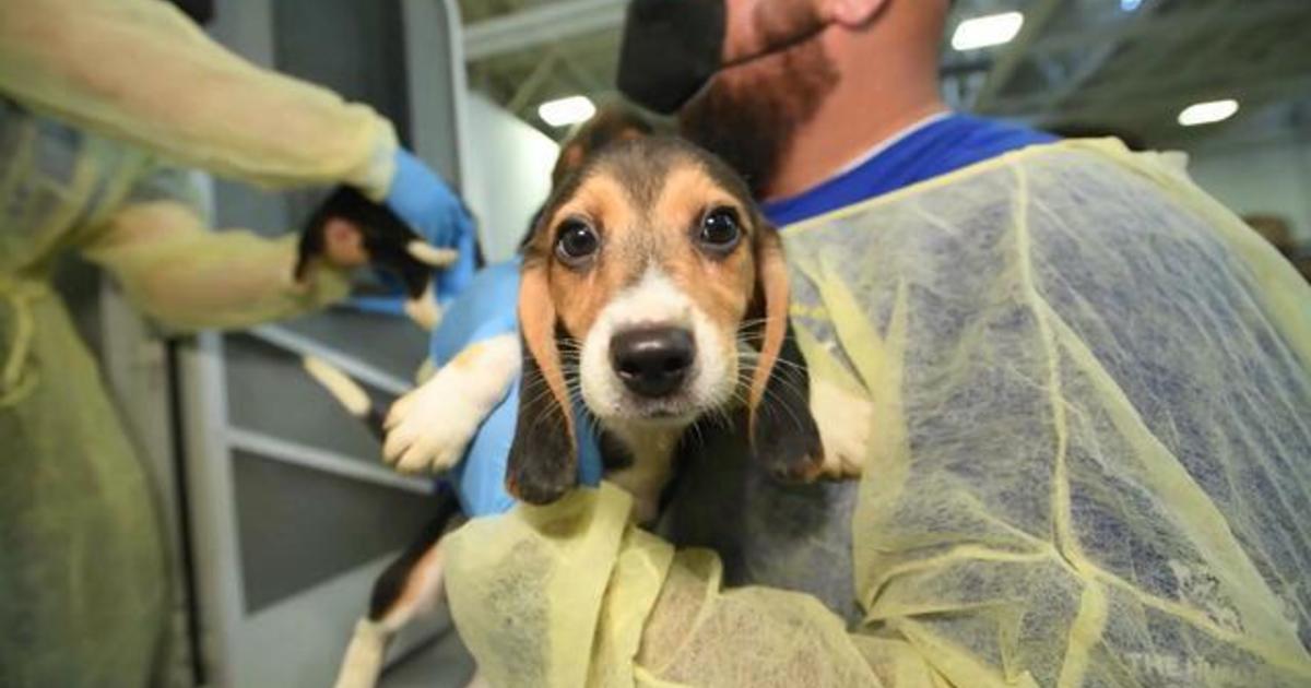 How volunteers across the country are stepping in to help 4,000 beagles rescued from breeding facility