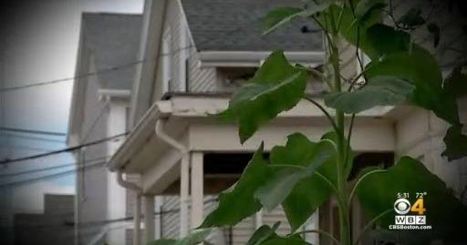 How to avoid apartment rental scams CBS Boston