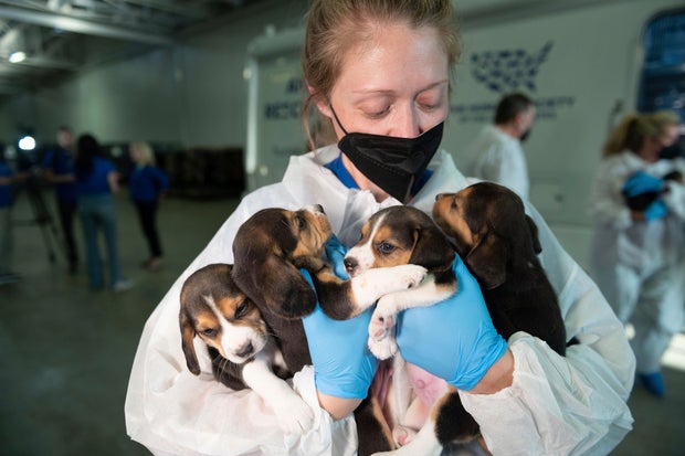 4,000 Beagles Transport to Care and Rehabilitation Center by the HSUS 