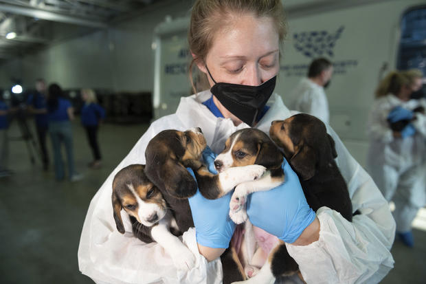 4,000 Beagles Transport to Care and Rehabilitation Center by the HSUS 