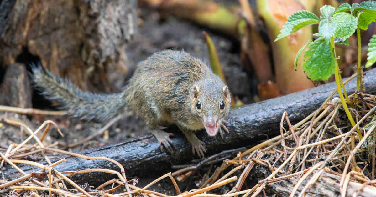 New animal-derived Langya virus infects 35 in Eastern China