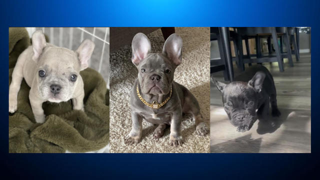 Mountain View French Bulldog thefts 