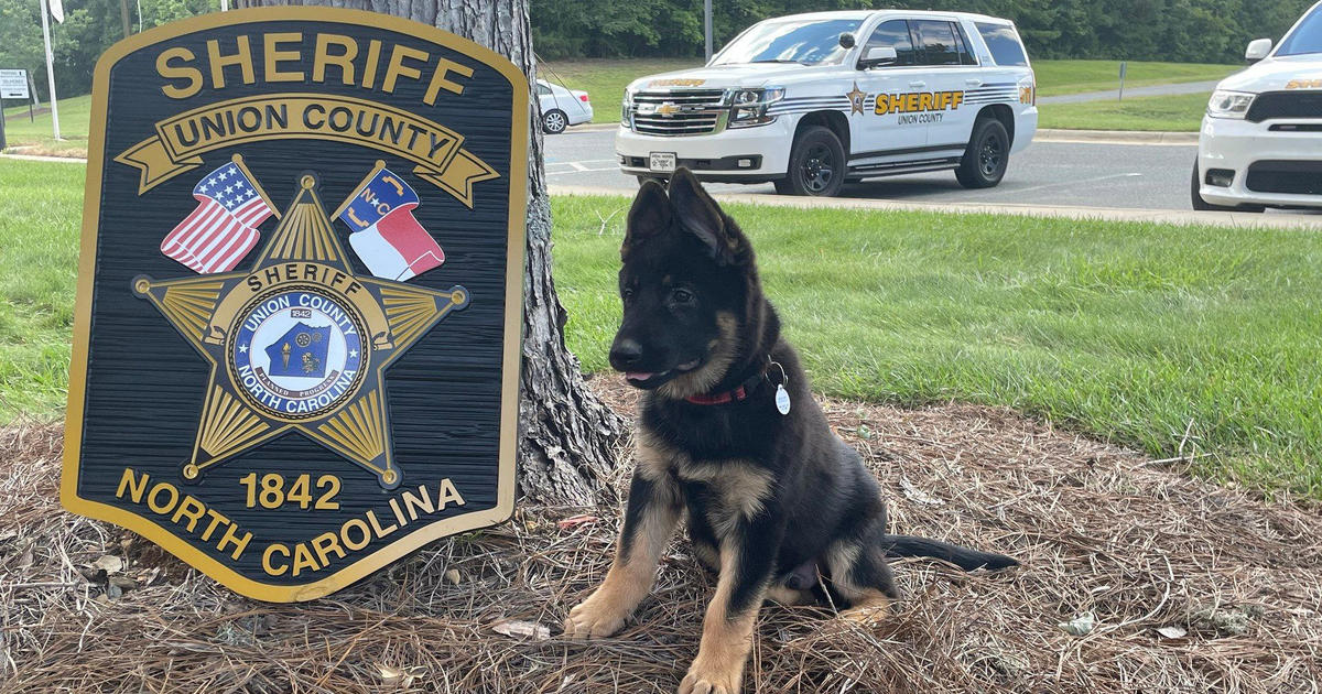 North Carolina deputies are asking for help naming this K-9 pup
