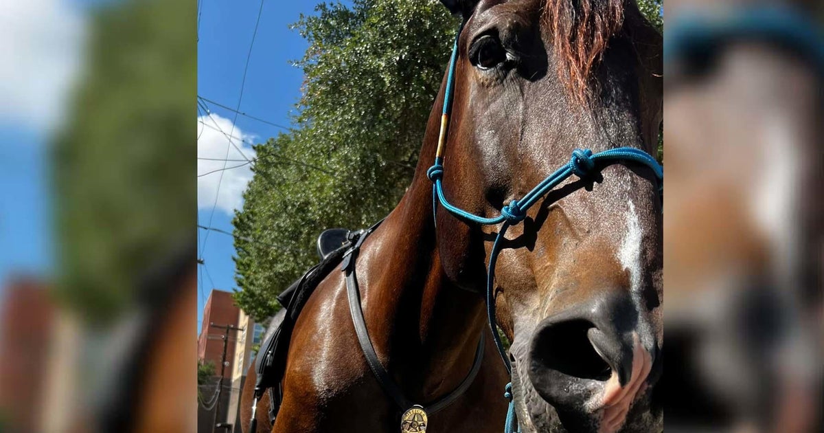 Beloved McKinney police horse 'Ontario' hangs up his saddle after 12 years - Vimarsana News