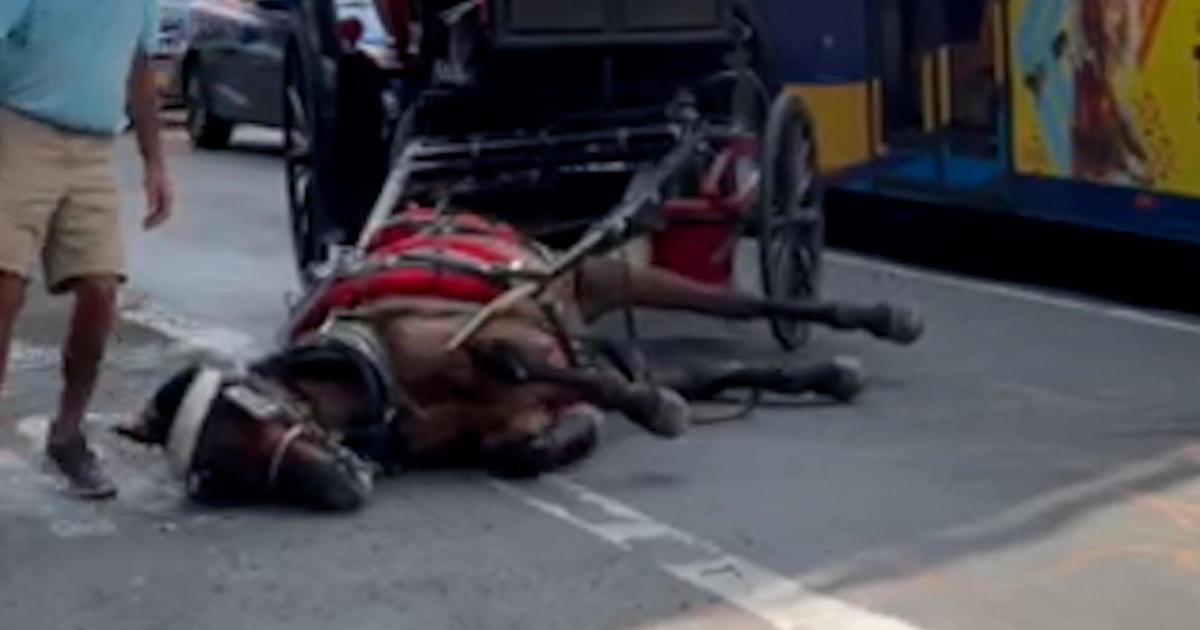 Ryder, the carriage horse who collapsed on a New York City street in August, has died