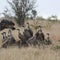 Over 150 endangered vultures poisoned to death, many dismembered