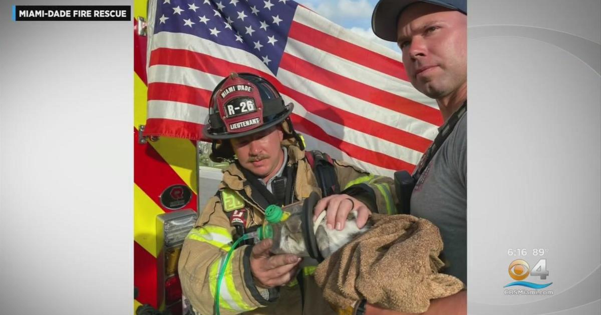 Miami-Dade firefighters rescued cats while fighting house fire