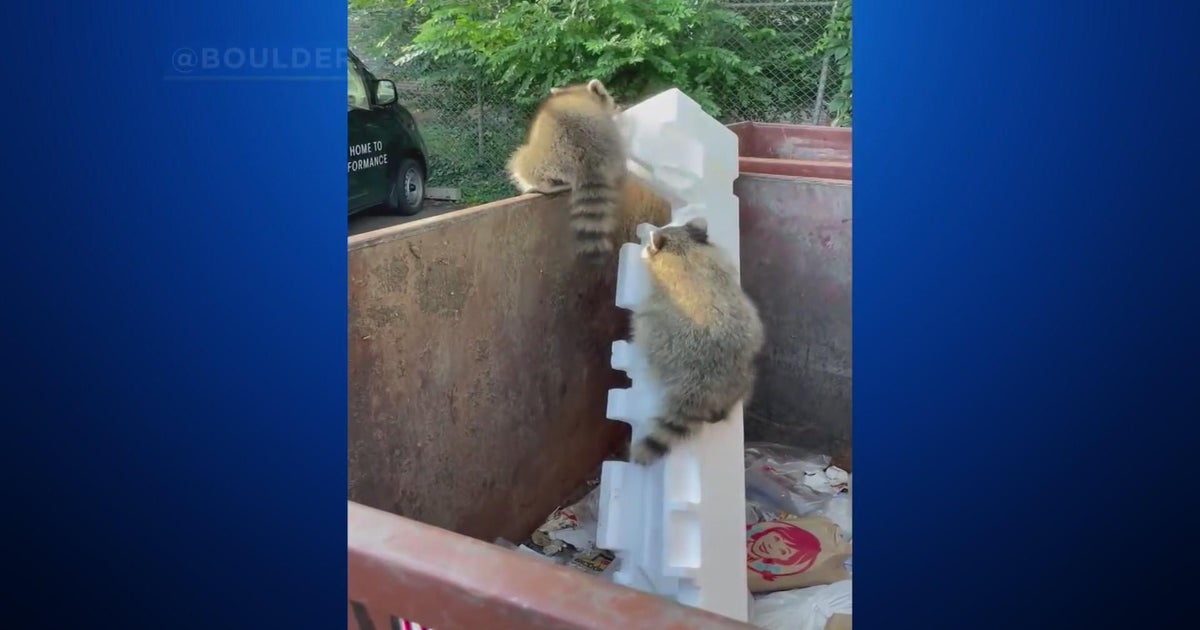 Boulder residents urged to close trash cans to keep raccoons away CBS