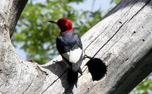 Extended Nature Video: Red-headed woodpeckers 