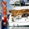 Walrus named Freya that drew crowds in Oslo euthanized by authorities