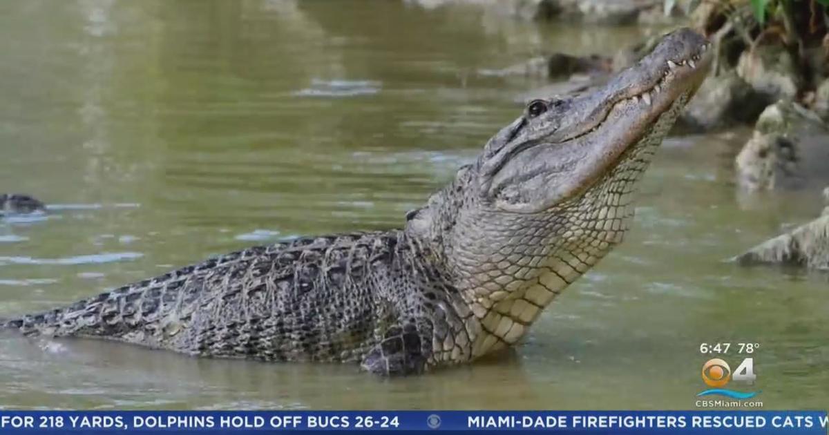 Florida’s alligator hunting season gets underway