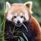 Red panda found in fig tree, recaptured after escaping Australian zoo