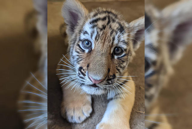 Minnesota Zoo asks for help choosing name for Amur tiger cub - CBS
