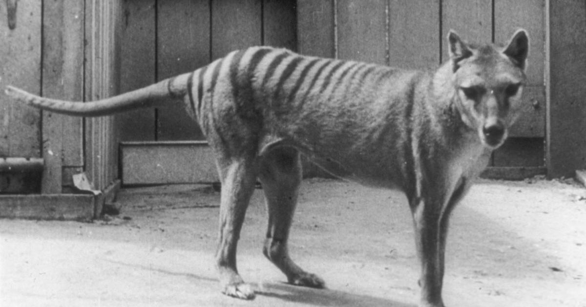 Scientists hope to revive Tasmanian tiger from extinction