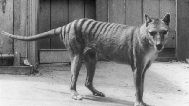 Thylacine, 