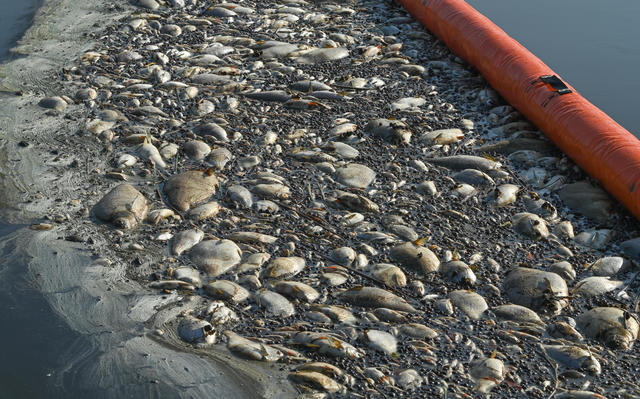 Mystery toxin suspected as 100 tons of dead fish removed from Oder