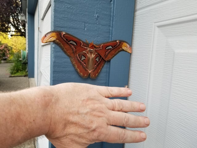 atlas-moth-2.jpg 