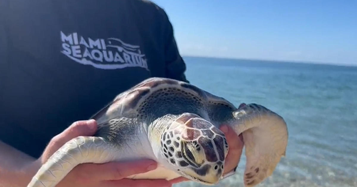 Young green sea turtle Peppermint released back into the ocean after rehab at Miami Seaquarium