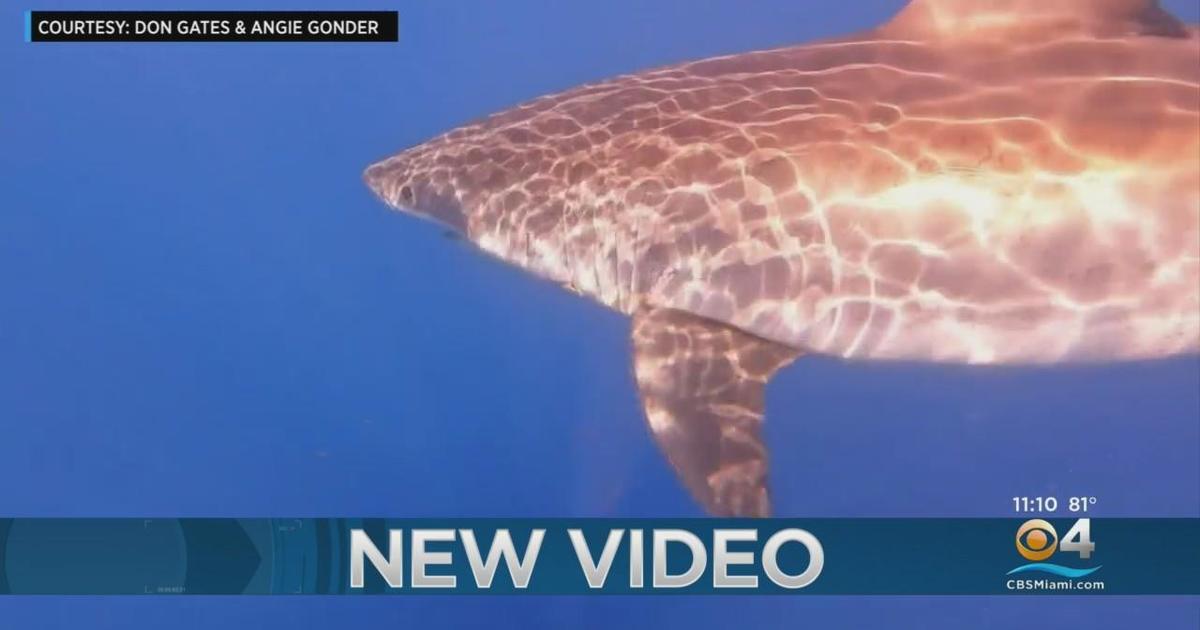 WKRG  Shark replica outside store stirring debate in Gulf Shores