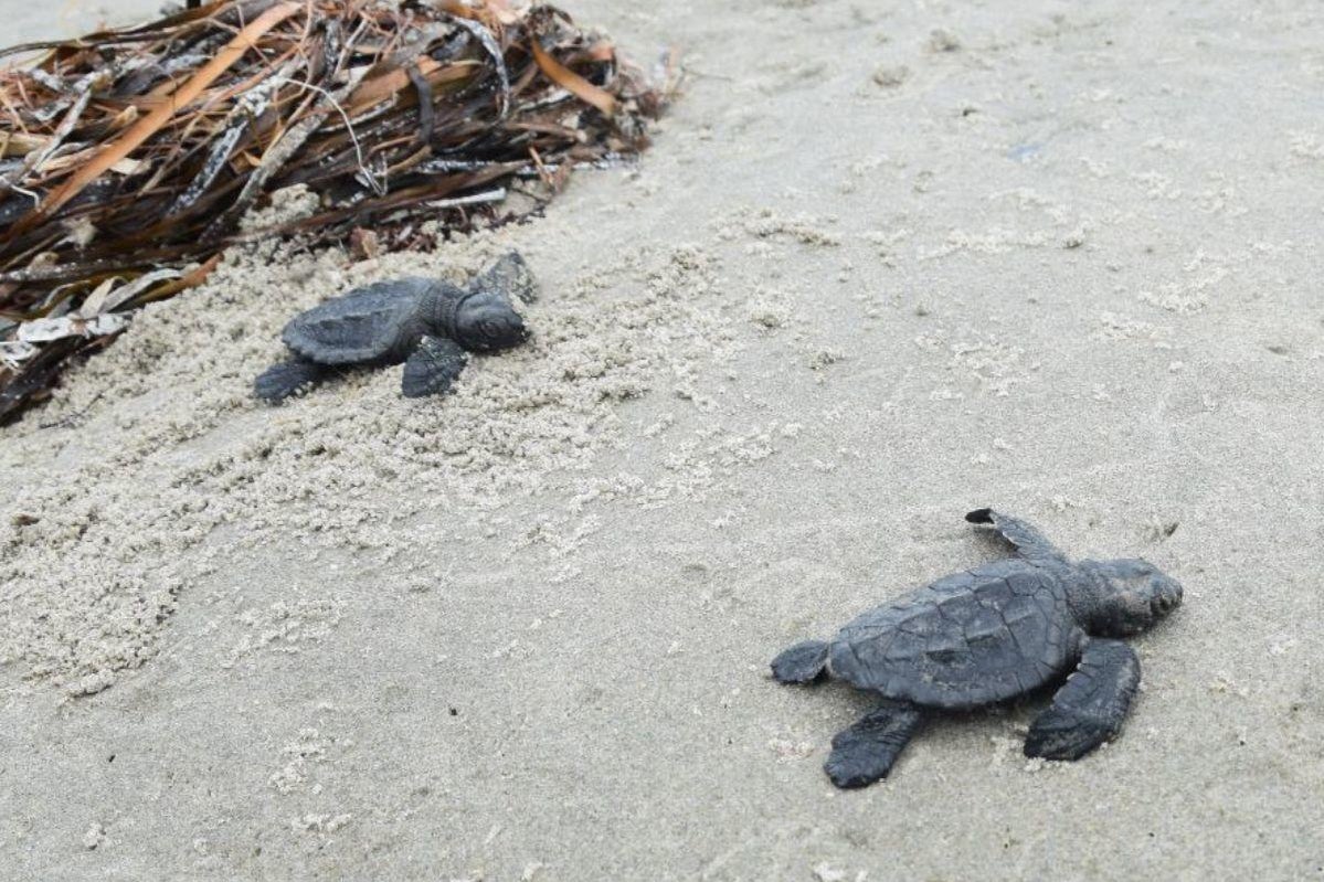 World's smallest and most endangered sea turtle found nesting on ...