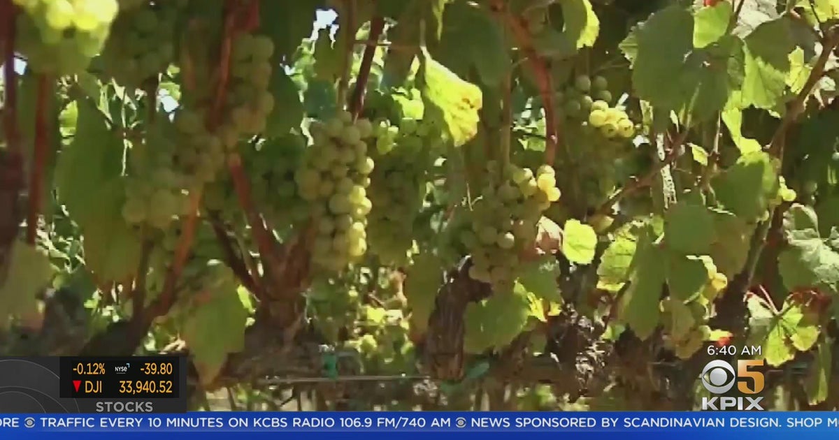 Good year for wine? Grape growers on the drought's impact CBS San