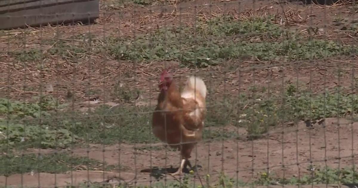 Avian Flu causes a chicken farmer to work out of her garage - CBS ...