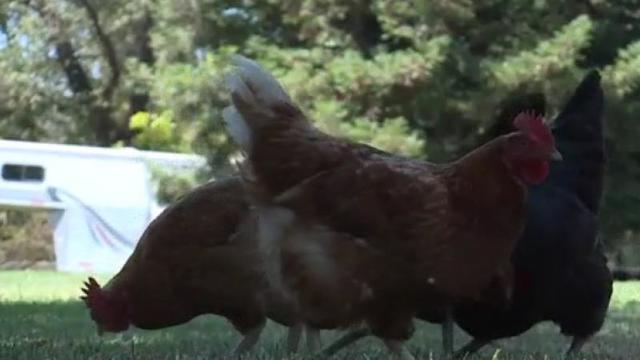 chickens in the yard in Butte County 