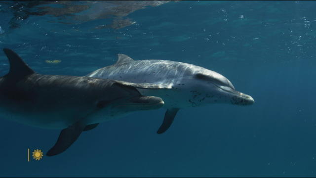 0821-spotted-dolphins-1920-1217889-640x360.jpg 