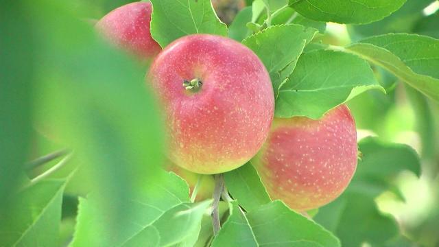 orchard-drought-impact-wcco1van.jpg 