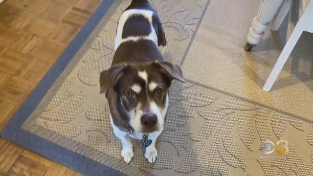 cbs3-pet-project-learn-about-how-your-dog-is-training-you.jpg 