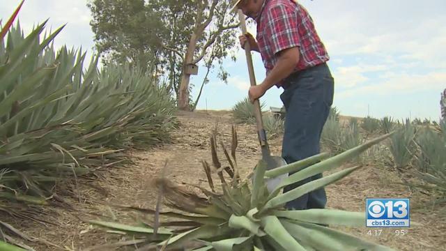 Agave being grown in Yolo County 