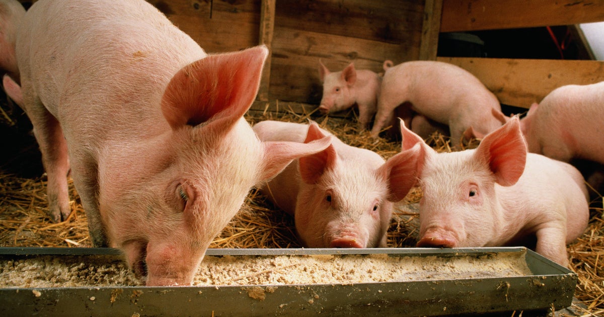 California pig welfare rule delays frustrate small hog farmers