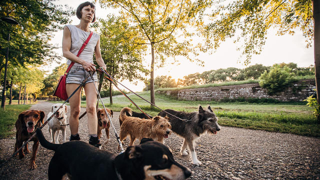 Woman professional dog walker with dogs in park 