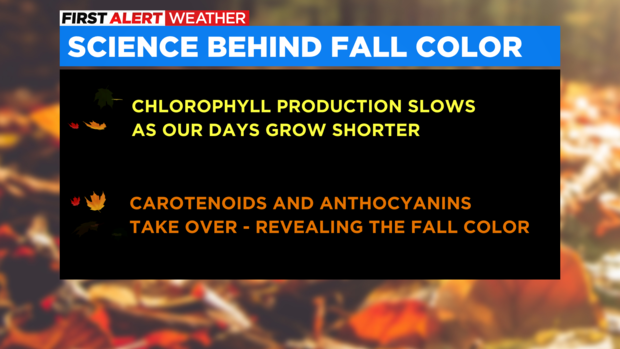 Science behind fall color 