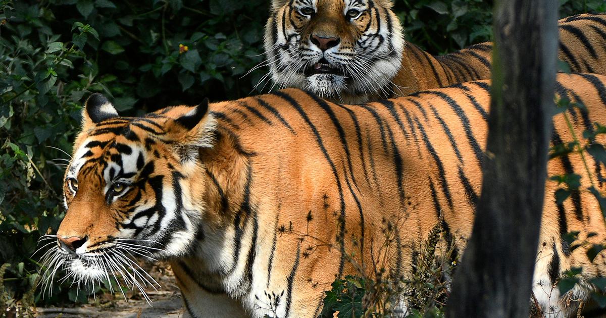 The AI of the tiger: A high-tech bid to save an iconic species