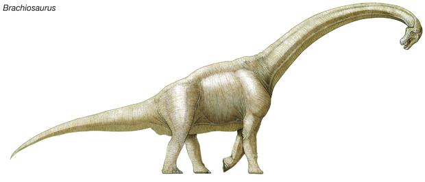 Brachiosaurus, Late Jurassic To Early Cretaceous Dinosaur, One Of The Largest, Heaviest And Tallest Dinosaurs. 