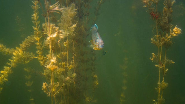 eurasian-watermilfoil-boulder.jpg 