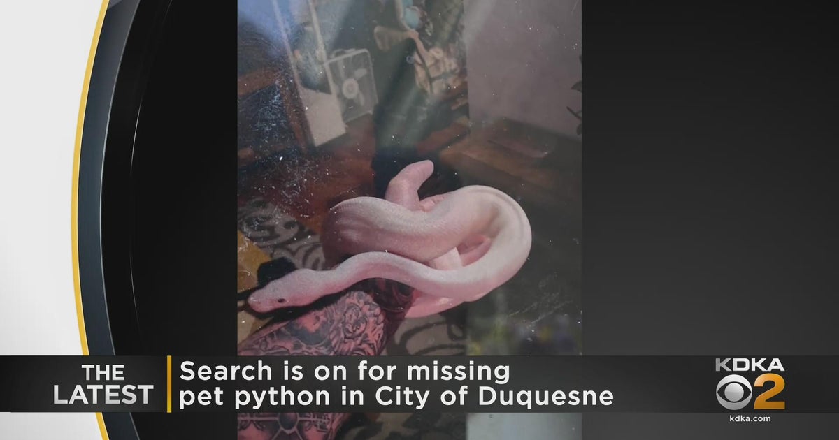 Police warn residents of missing python in Duquesne CBS Pittsburgh