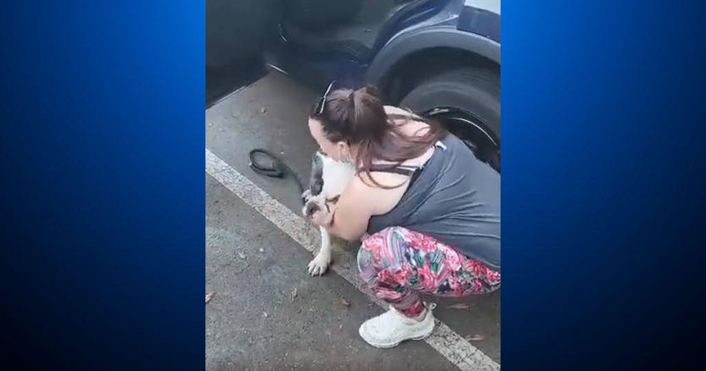 San Jose suspect who stole woman's car, bulldog arrested; victim reunited with pet - Vimarsana News