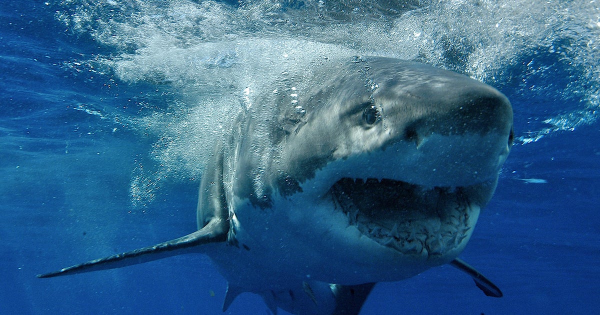 How to survive a shark attack – or better yet, avoid one entirely - CBS  Miami