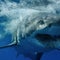 Man killed by shark while diving for scallops off Mexican coast