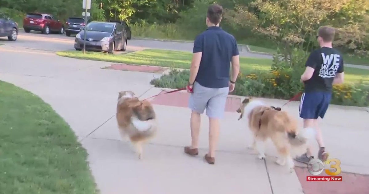 CBS3 Pet Project Rescue rule of three for pet adoption CBS Philadelphia