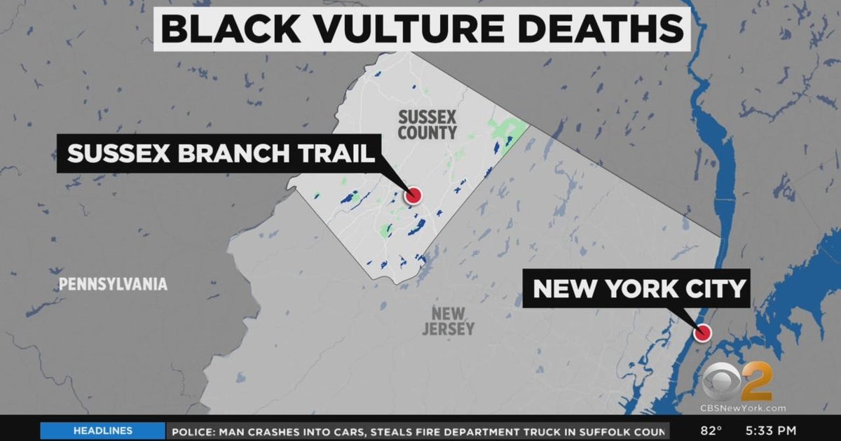100 black vultures found dead in New Jersey park CBS New York