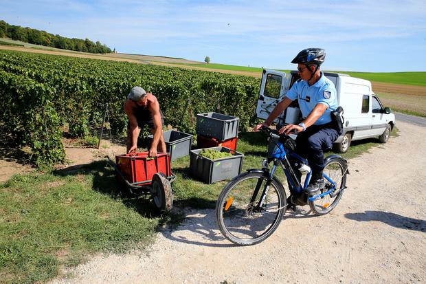 Grape pickers labour in France’s wine region’s searing weather