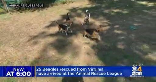25 more beagles to be put of for adoption through Animal Rescue League ...