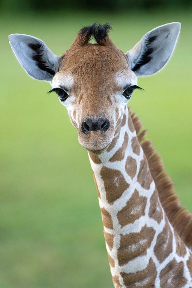 Zoo Miami baby giraffe meets herd
