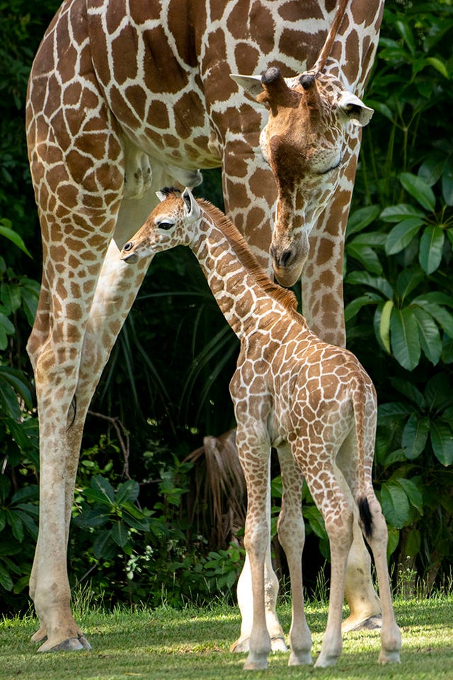 Zoo Miami baby giraffe meets herd