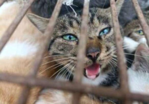 Police rescue 150 cats headed for dinner tables in China - CBS News