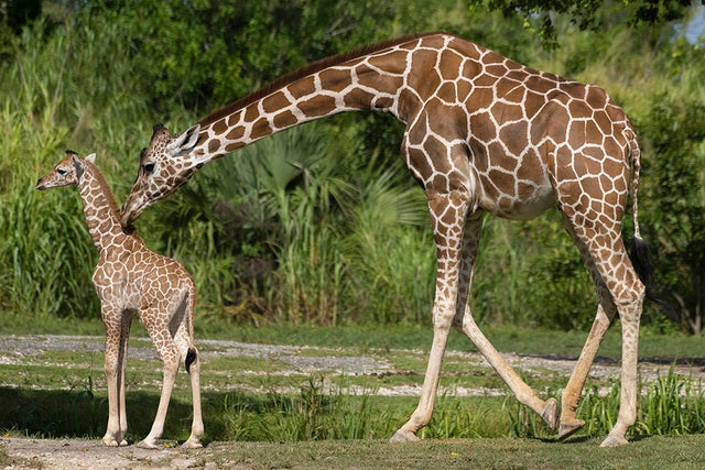 Zoo Miami baby giraffe meets herd