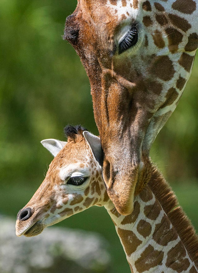 Zoo Miami baby giraffe meets herd